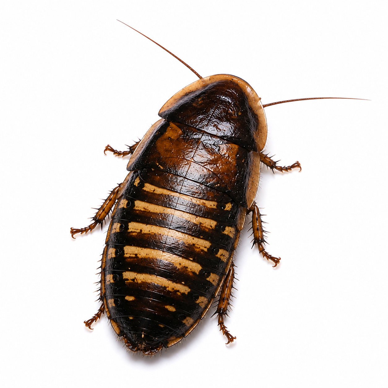 Kecoa Dubia Premium
