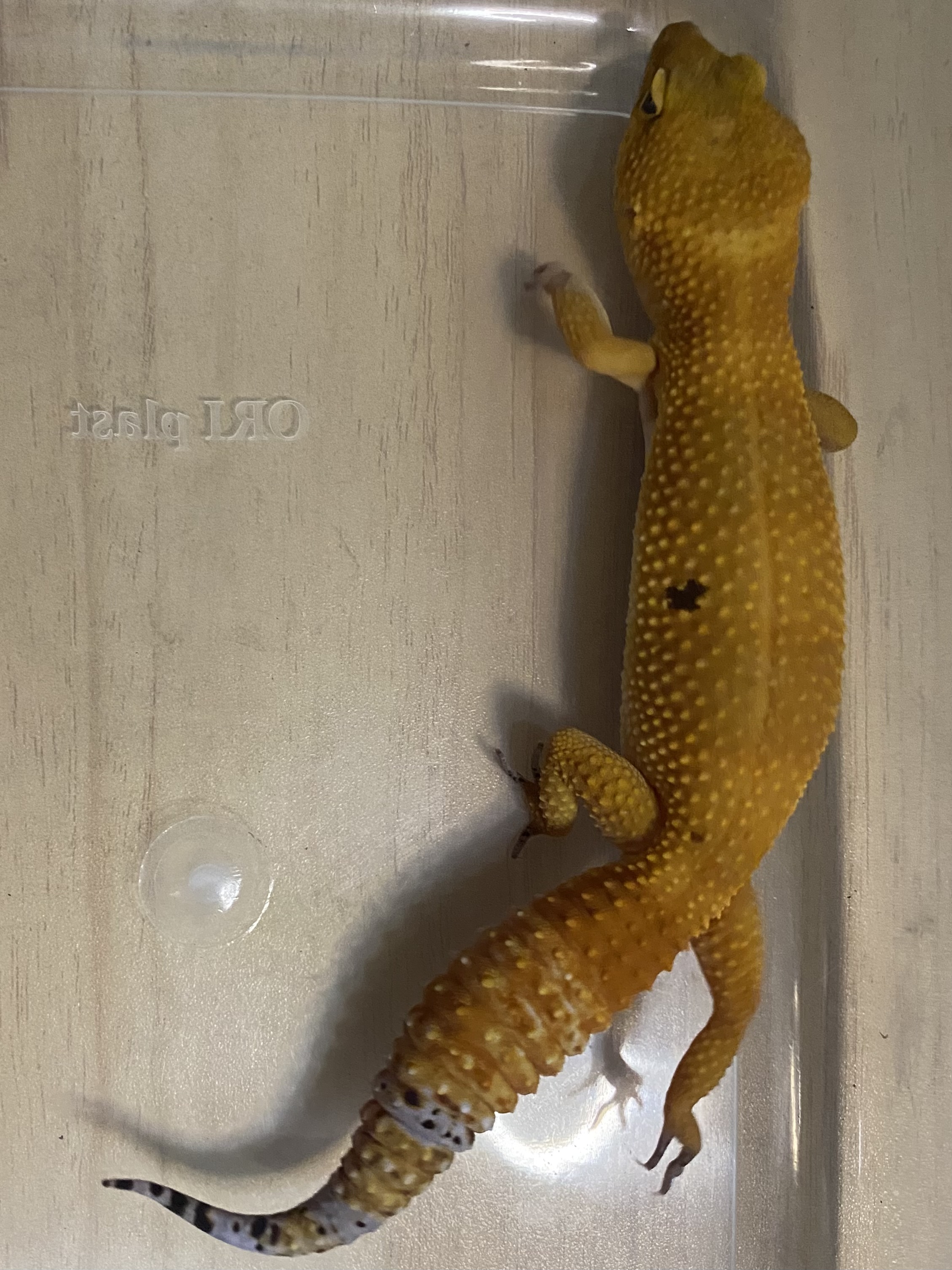 Foto Produk