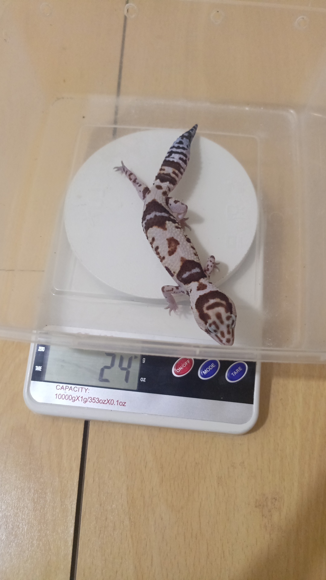 ♀️ AFT RARE MORPH WO H CARAMEL ZULU PH OREO