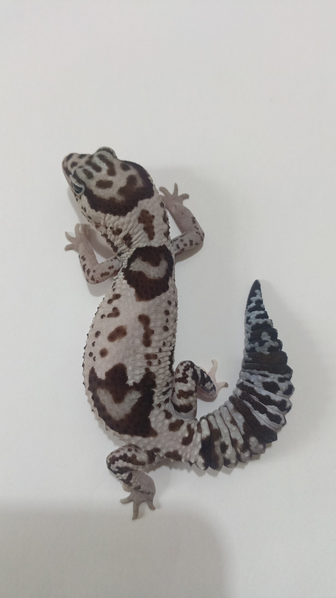 Reptil