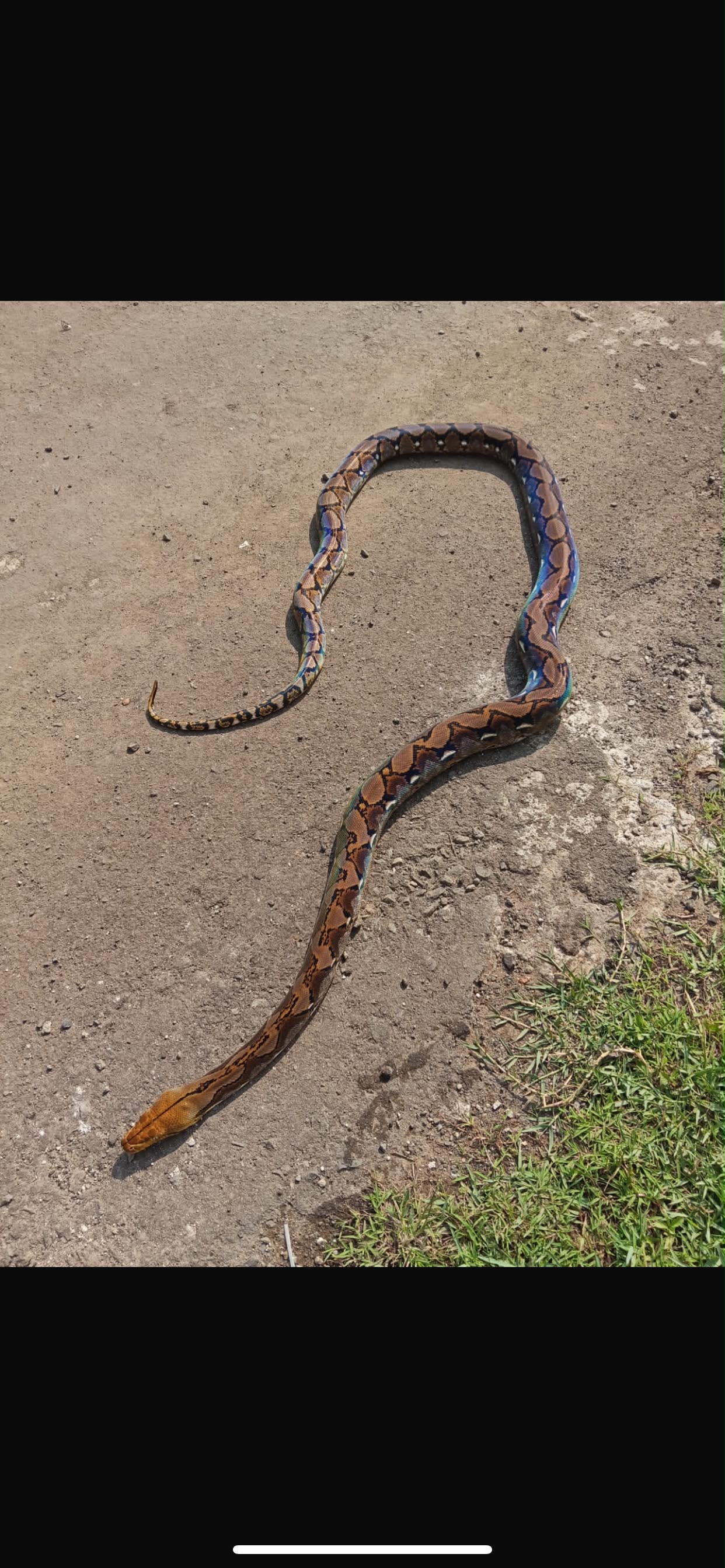 Ular Piton Retikulasi (Reticulated Python)
