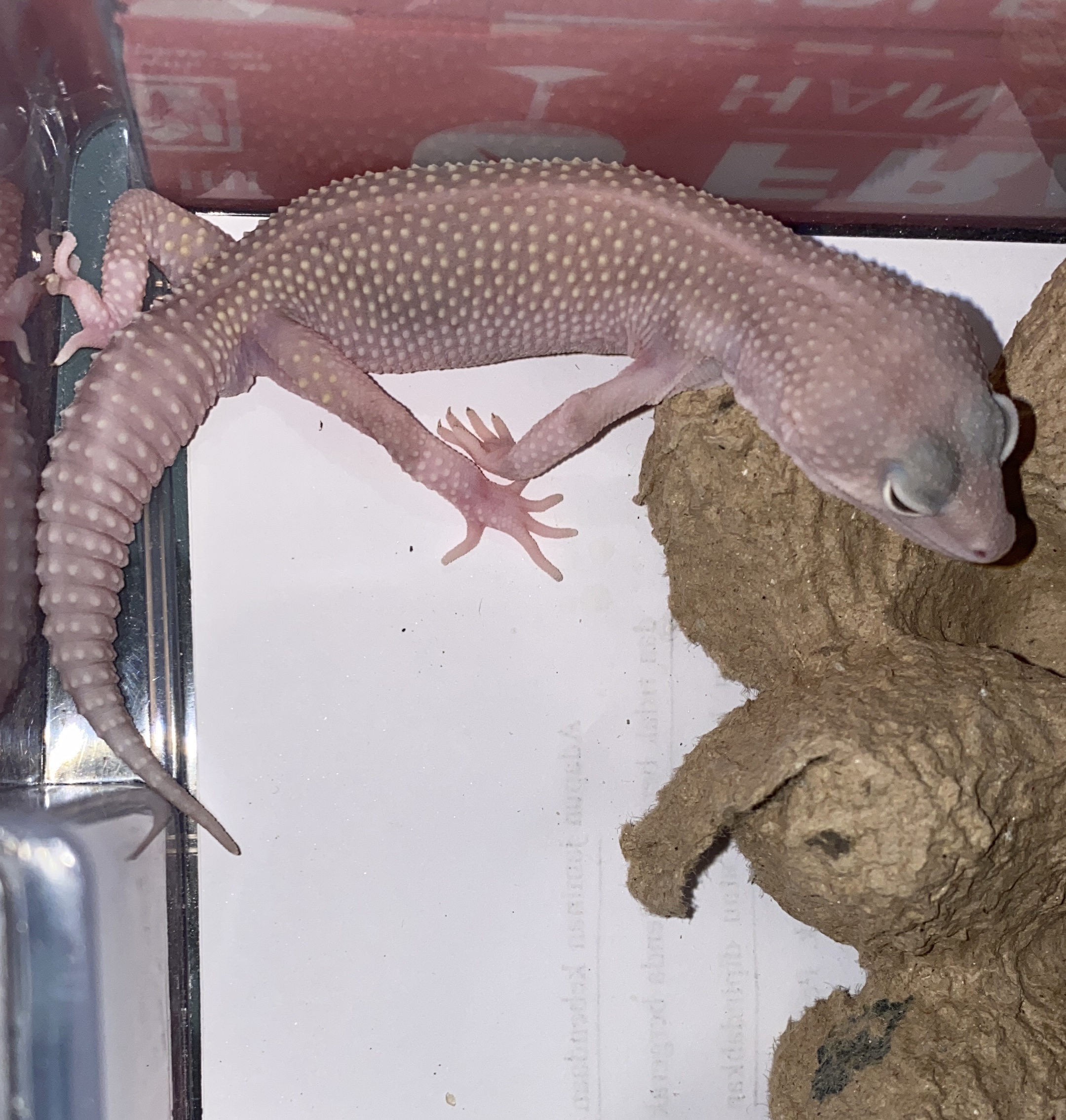 Reptil
