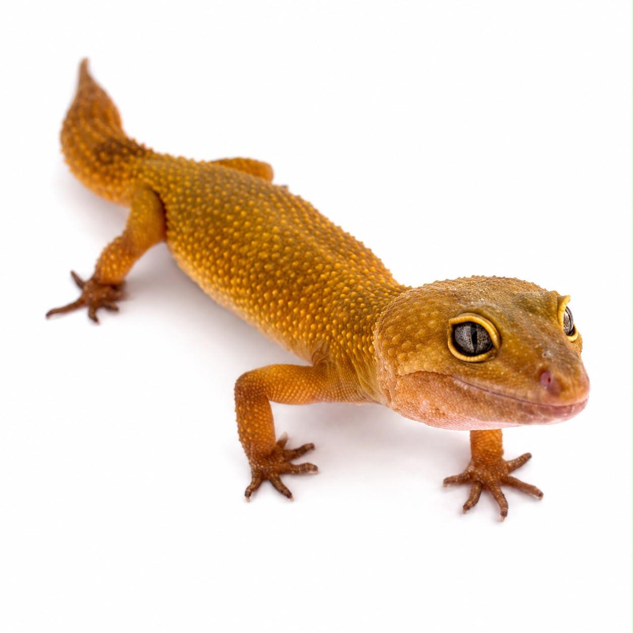 Reptil Lelang